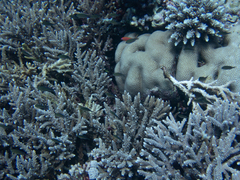Chromis flavaxilla