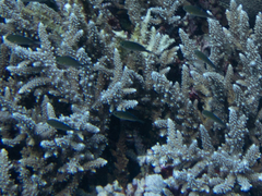 Chromis flavaxilla
