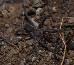 Ischnocolus valentinus