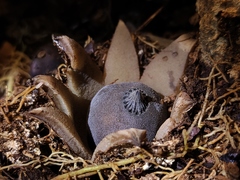 Sulcostomata