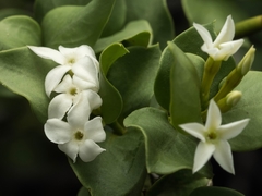 Carissa bispinosa