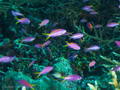 Mirolabrichthys tuka