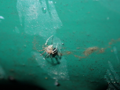 Platnickina maculata