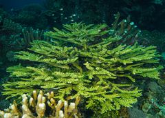 Acropora florida