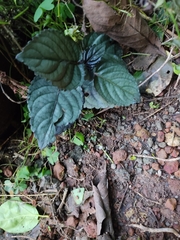 Hemigraphis alternata