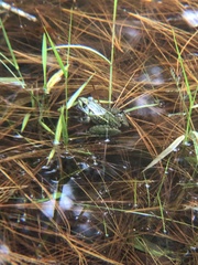 Lithobates lenca