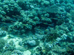 Pterocaesio chrysozona