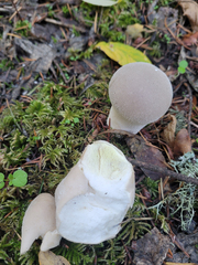 Lycoperdon molle
