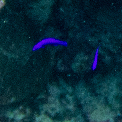 Pseudochromis fridmani