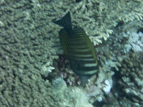 Indian Sailfin Tang — seen at this dive site