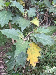Solanum stellatiglandulosum