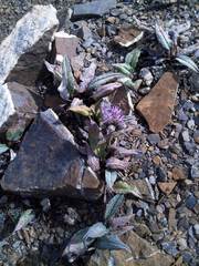 Saussurea depressa
