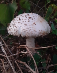 Saproamanita vittadinii