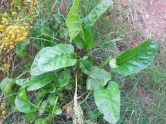 Beta vulgaris vulgaris