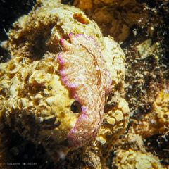 Pseudoceros goslineri