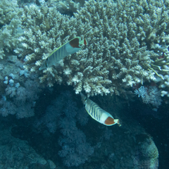 Chaetodon paucifasciatus