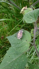 Spartocera alternata