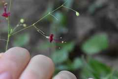 Boerhavia gracillima