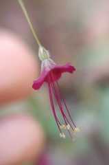 Boerhavia gracillima