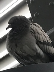 Columba livia domestica