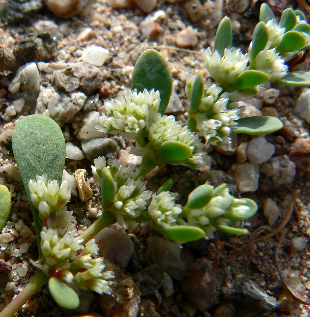 Achyronychia