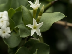 Carissa bispinosa