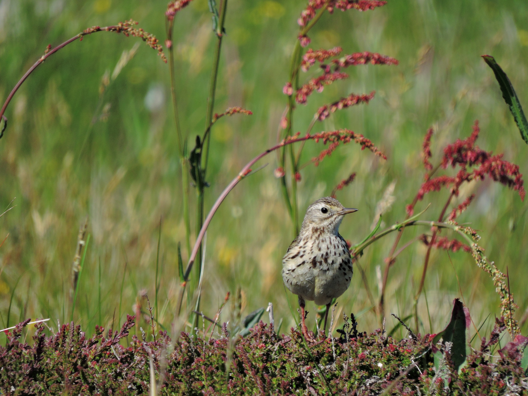 Meadow Pipit
