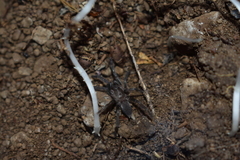 Ischnocolus valentinus