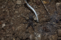 Ischnocolus valentinus