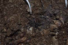Ischnocolus valentinus