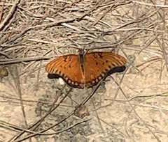 Dione vanillae