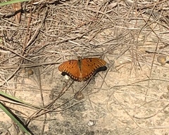 Dione vanillae
