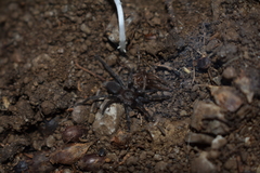 Ischnocolus valentinus