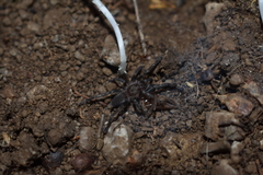 Ischnocolus valentinus