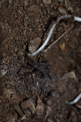 Ischnocolus valentinus