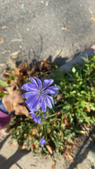 Cichorium intybus