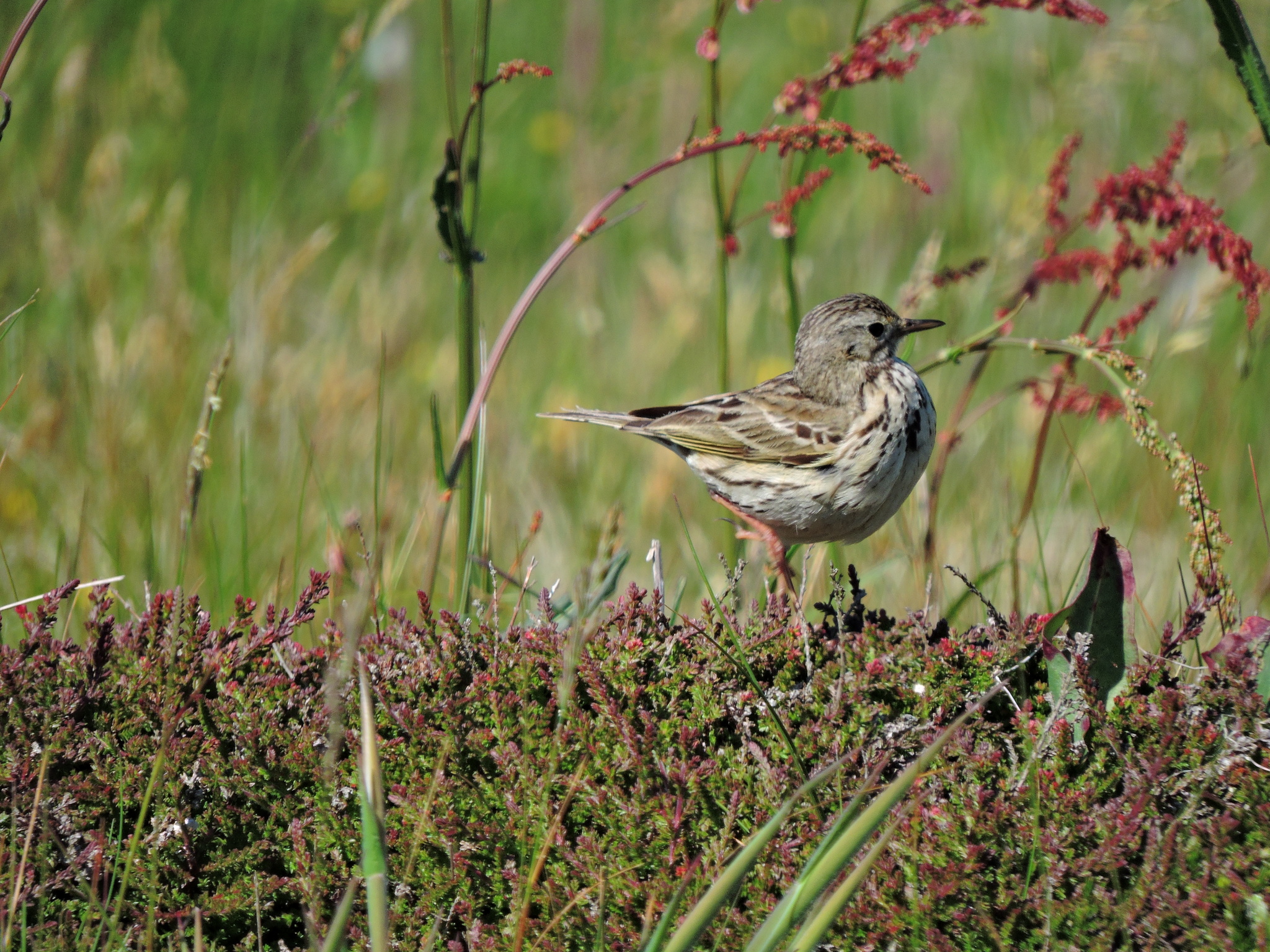 Meadow Pipit