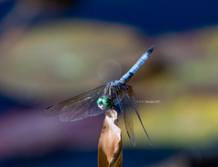 Pachydiplax longipennis