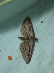 Eupithecia pusillata