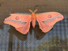 Opodiphthera loranthi