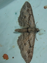 Eupithecia pusillata