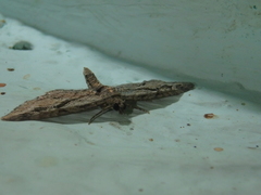 Eupithecia pusillata