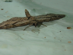 Eupithecia pusillata