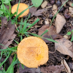 Hygrophoropsidaceae