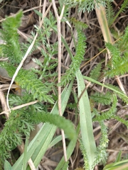 Achillea millefolium