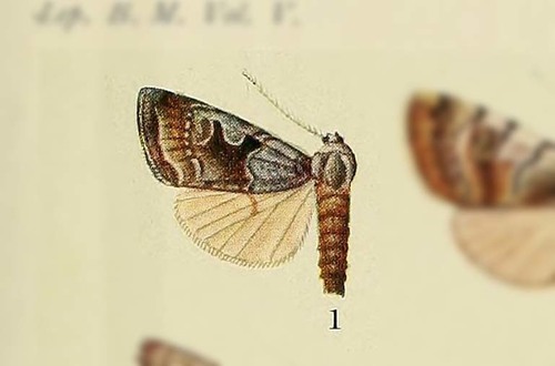 Paramathes tibetica