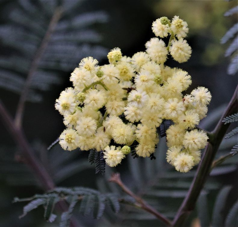 Botrycephalae