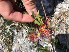 Calliandra haematomma