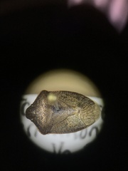 Holcostethus limbolarius