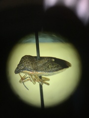 Holcostethus limbolarius